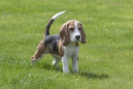 beagle.jpg